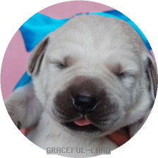 ブルー(LARIMER男の子)